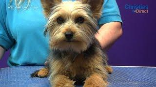 Grooming Guide - Yorkshire Terrier Puppy Trim - Pro Groomer