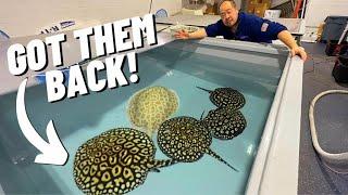 ALL my STINGRAYS are back - Now we need to get them BREEDING!