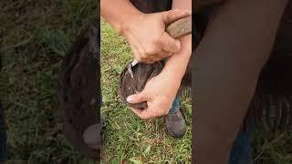 How To Use a Hoof Knife the Right Way 