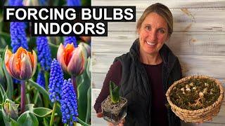 How to Force Beautiful Spring Bulbs Indoors: Tips & Tricks ‍