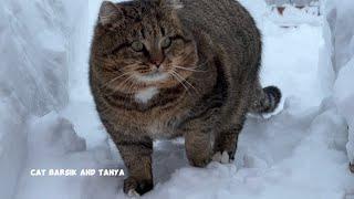  Самый красивый котик в мире  Барсик The most beautiful cat in the world Barsik