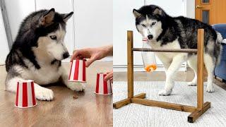 The Smartest Husky! How to Develop a Dog's Intelligence