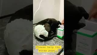 I request||Parvo virus||stray pups #parvo #pawsitive #dog #viral