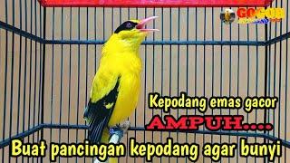 KEPODANG EMAS GACOR || SUARA BURUNG KEPODANG GACOR cocok buat PANCINGAN PODANG AGAR BUNYI IKUT GACOR