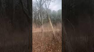 Video of Sawmill Lake Campsite, GA from Sierra Y.