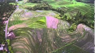 Drone View of the Rice Fields in Tabanan, Indonesia