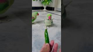 Cute Parrot Eat Mirchi | Raw Parrot | Talking Parrots #mitho #shortvideo #parrot