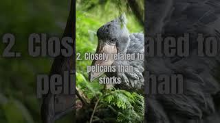 5 Shoebill Facts