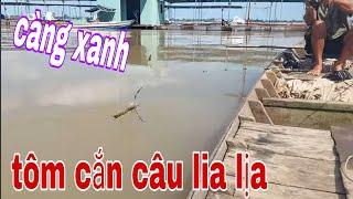 Câu Tôm Càng Xanh Sông Tiền Trúng Phải Ổ Tôm Càng Kéo Lên Lia Lịa # SĂN BẮT ĐỒNG THÁP #