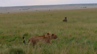 Lion pride stands its ground against a very hungry hyena clan