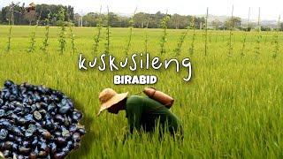 A humble life in the Province | picking  KUSKUSILENG in the rice field | kabagis