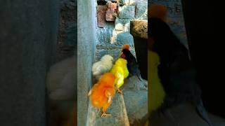 Funny Baby Chicks Drone Short  #funny #chickencare #ytshorts