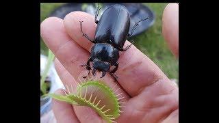 Monster Beetle CRUSHED in Venus Flytrap