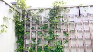 Jasmine Climber Types | How to Cover Fences with Climber Plants | How to Grow Jasmine