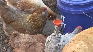 Easy DIY Chicken Waterer That Stays Clean!