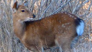 Sika Deer on Chincoteague Island