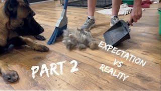 Expectation Vs Reality Dog Part 2 #dogfunny #doglife #dogtraining