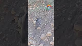 Медведи в Цахурской долине