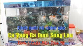 Hướng dẫn cách nuôi và chăm sóc Cá Vàng 3 đuôi sống lâu