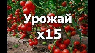НЕВЕРОЯТНО! В этой теплице-вегетарии урожай больше в 15 раз!
