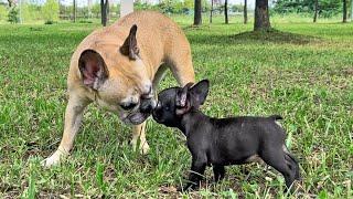 French Bulldog's Heartbreaking Reaction To Meeting Puppy For First Time