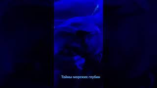 Тайны морских глубин