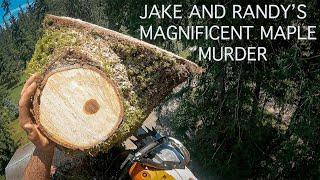 JAKE AND RANDYS MAGNIFICENT MAPLE MURDER! My first ground guy is a better climber than me!  