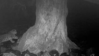 A snow leopard visit in the night