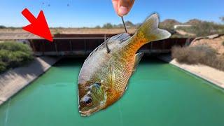 Exploring a NEW Desert Canal! Do Big Fish Live Here?