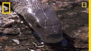 Black Mamba vs. The World | National Geographic