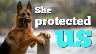 Our German Shepherd protected us | Apartment dogs | Life update