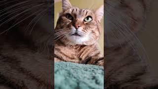 Как-то настораживает #cat #cats #catlove #catlovers #funny #funnyvideo #котики #кошка #приколы #юмор