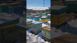 Новый пчеловодный сезон 2024 открыт. Это 32 сезон на нашей пасеке.