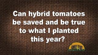 Q&A – Can hybrid tomatoes be saved and come true next year?