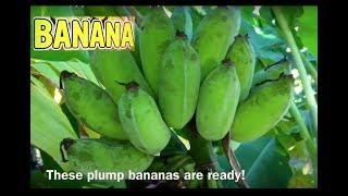 How to tell if your  Bananas  are Ready to Harvest