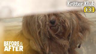 (Compilation) How This Messy Dog’s Look Changes And More I Before & After Ep 112