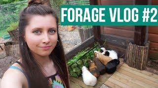 Foraging Vlog #2