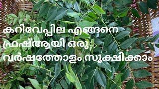 How to naturally preserve/Store Curry Leaves for over a Year. ഒരു വർഷം വരെ കറിവേപ്പില സൂക്ഷിക്കാം...