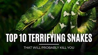 Top 10 TERRIFYING Snakes That Will Probably KILL You #factswow #snakes