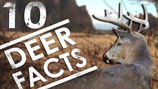 10 DEER FACTS Every Deer Hunter Should Know | The Sticks Outfitter EP. 17