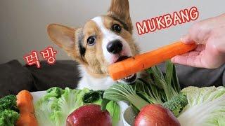 CORGIS MUKBANG EATING SHOW | CUTEST DOG EVER?  [먹방 코기 강아지]