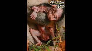 Observe howObserve how a monkey's breath injured her baby monkey, resulting in a critical wound