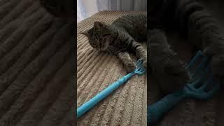 #cat #веселыекоты #прикол #прикольныекоты #природа #красиваякошка #funny #видосыоткота #моякошка