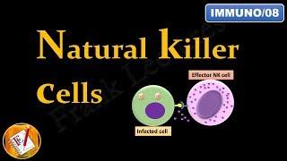 Natural Killer (NK) Cells (FL-Immuno/08)