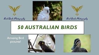 50 Australian Birds — Birds of Australia