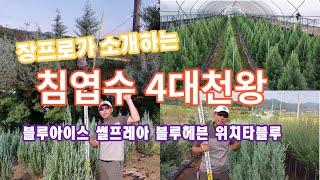 침엽수 4대천왕을 아시나요?