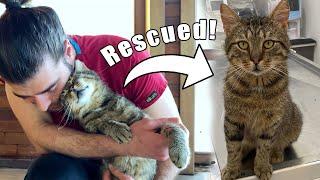 ORMANDAKİ YARALI KEDİYİ KURTARDIK! (Dünyanın En Sevecen Kedisi Çıktı!) w/ @Menalcicek