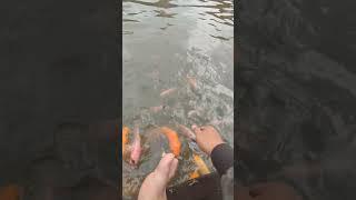 The fish in the pond are big, always fighting over it when they are fed #shorts