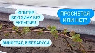 Как перезимовали прививки винограда? Юпитер без укрытия. Виноград в Беларуси!