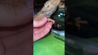 Стригли когти своей ящерице? #агама #бородатаяагама #ящерица #рептилии